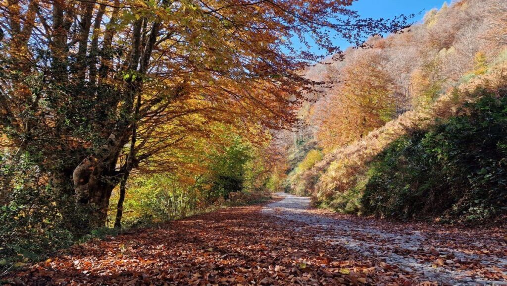 Bosque de Peloño